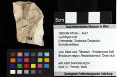 Foto (Objket + Etiketten) von Cracensigillatus acutirostrus (Moericke, 1889)